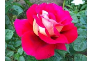 Kronenbourg Piros-aranysárga Teahibrid rózsa - szabadgyökerű