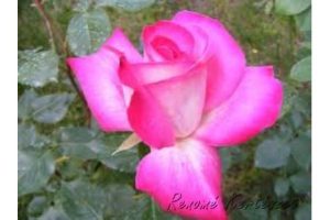 Gaumo Tearózsa - szabadgyökerű