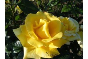 Golden Delight Sárga floribunda rózsa - szabadgyökerű