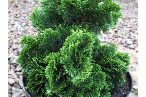 Chamaecyparis obtusa 'Nana Gracilis' - Hinoki álciprus (50 cm-es növény)