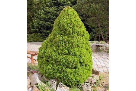 Picea glauca 'Conica' – Cukorsüvegfenyő földlabdás