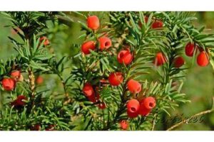 Taxus baccata Gömb - Tiszafa Gömb földlabdás