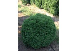 Thuja occidentalis Kobold White / Törpe zöld gömb tuja