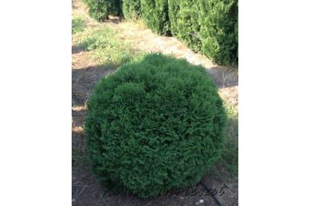 Thuja occidentalis Kobold White / Törpe zöld gömb tuja