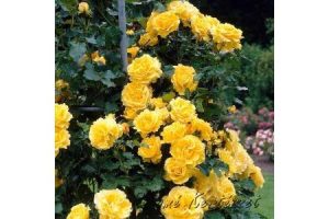 Rosa Golden Showers Sárga futórózsa