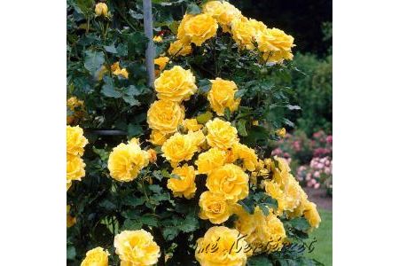 Rosa Golden Showers Sárga futórózsa