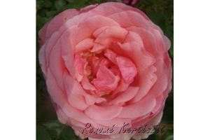 Carla Teahibrid rózsa