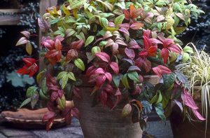 Nandina domestica ‘Gulf Stream’ - japán szentfa