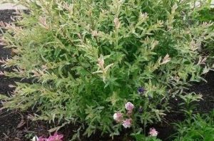 Tarka levelű japán fűz bokor - 'Hakuro-Nishiki' bokor