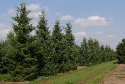 Picea omorika – Szerb lucfenyő földlabdás
