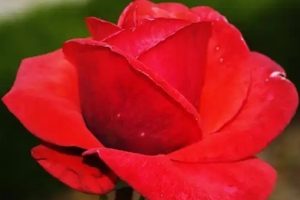 Bermuda Teahibrid Rózsa, muskátlipiros - szabadgyökerű