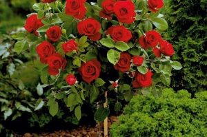 Chrysler Imperial magastörzsű Rózsa, sötétpiros