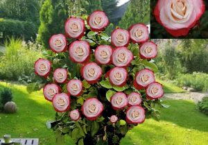 Double Delight magastörzsű Rózsa, krémszínű-piros