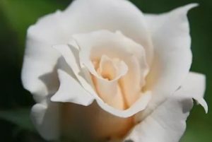 Fehér Tea "White Swan" Teahibrid Rózsa - szabadgyökerű