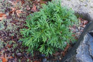 Chamaecyparis lawsoniana 'Green Globe' - Törpe gömb oregoni hamisciprus