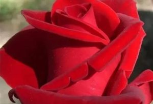 Imperial Teahibrid Rózsa, sötétpiros