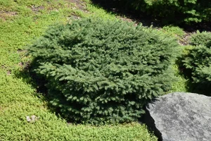 Picea abies 'Nidiformis' - Fészek Lucfenyő földlabdás
