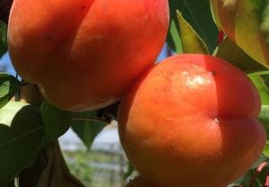 Manera Monília Rezisztens Kajszi