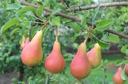 Mirandó Rossó Körte