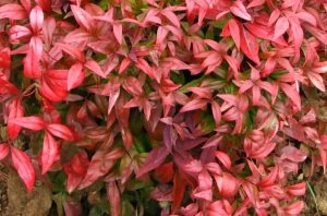 Nandina domestica 'Firepower' - japán szentfa