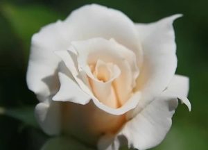 Pascali magastörzsű Rózsa, fehér