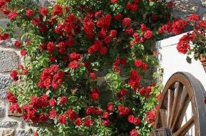 “Paul’s Scarlet” Rózsa, piros -szabadgyökerű