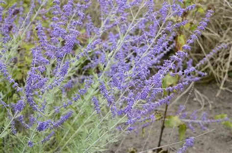 Perovskia atriplicifolia 'Blue Spire' - Sudárzsálya