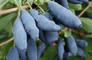 Sinoglaska Mézbogyó