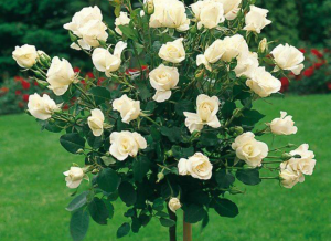 Virgo Magastörzsű Rózsa, fehér