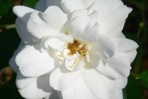 "White Magic" ágyás Rózsa, fehér-szabadgyökerű