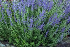 Perovskia atriplicifolia 'Blue Spire' - Sudárzsálya