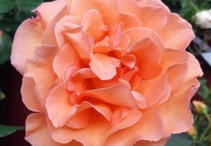 Doris Tastermann Teahibrid Rózsa, narancssárga -szabadgyökerű