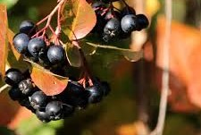 Aronia melanocarpa - Fekete berkenye - Konténeres