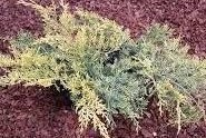 Juniperus x pfitzeriana ´Mordigan´ Aurea - Sárga levelű kúszóboróka