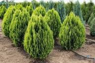 Thuja orientalis 'Berkmannii' - Törpe aranytuja