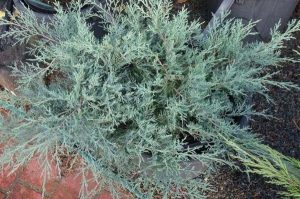 Juniperus media Pfitzeriana Glauca - Kék Terülő boróka