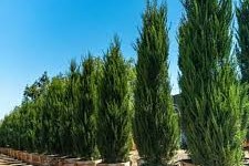 Juniperus chinensis 'Spartan' - Kínai boróka