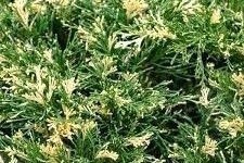 Juniperus sabina 'Variegata' - Tarka nehézszagú boróka