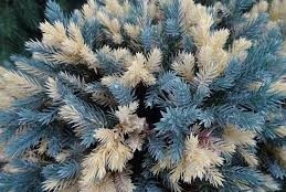 Juniperus squamata ´Floreant´ - Floreant pelyhes boróka