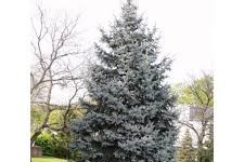 Picea pungens - Szúrós luc