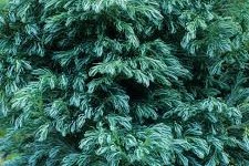 Chamaecyparis pisifera ´Boulevard´ - Kék szavára hamisciprus