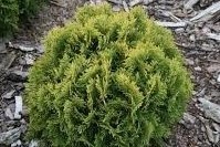Thuja occidentalis 'Mirjam' - Aranysárga Törpe gömbtuja földlabdás