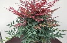Nandina domestica ‘Obsessed’ - Törpe japán szentfa