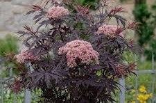 Sambucus nigra 'Black Lace' - Bordó levelű bodza