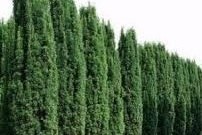 Taxus baccata ´Fastigiata´ - Oszlopos tiszafa