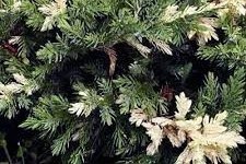 Juniperus davurica ´expansa variegata´ - Tarka kínai kúszó boróka