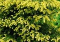 Taxus baccata 'Aranysüveg' - Aranysüveg tiszafa