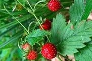 Fragaria vesca – Erdei szamóca
