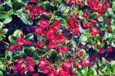 Escallonia 'Red Dream' – Kőtörőcserje