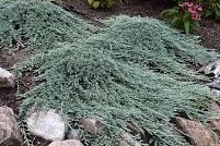 Juniperus horizontalis 'Icee Blue' / Kék terülő henyeboróka